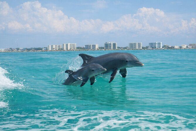 Panama City Beach Dolphin Cruise - FAQ