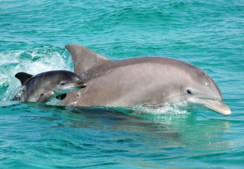 Panama City Beach: Dolphin Sightseeing Trip by Catamaran - A Deep Dive into the Dolphin Sightseeing Catamaran Trip