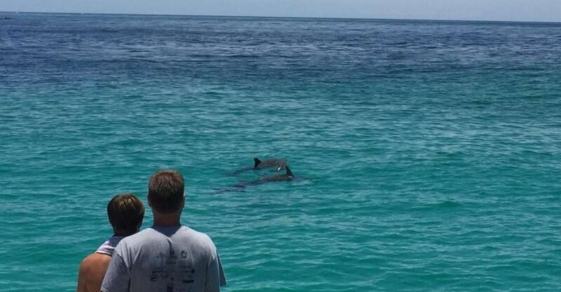 Panama City Beach: Dolphin Sightseeing Trip by Catamaran - FAQ