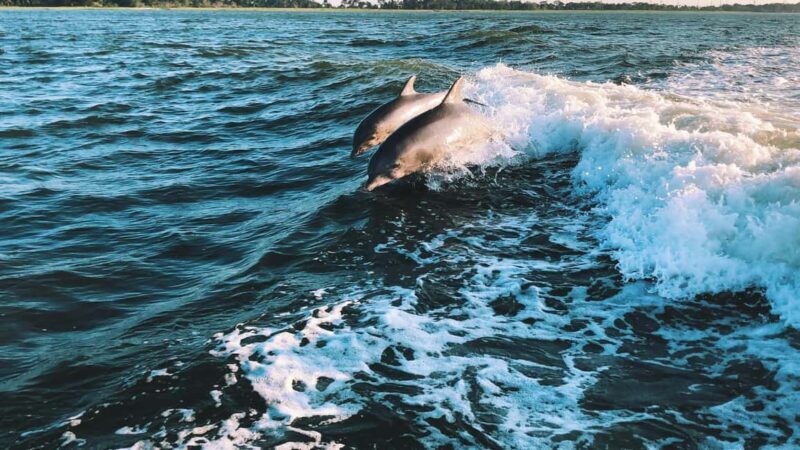 Panama City Beach: Dolphin Watching and Snorkeling Tour - Key Points