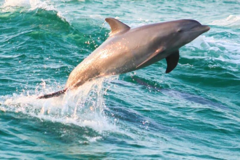 Panama City Beach: Dolphin Watching and Snorkeling Tour - The Experience Begins: Meeting at the Marina