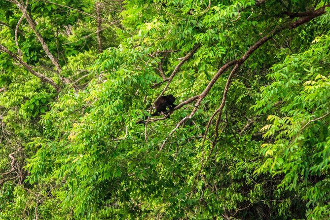 Panama Eco Adventure: Gatun Lake, Aerial Tram & Sloth Sanctuary - FAQ