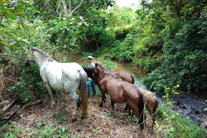 Panamá's Farming Region on horseback - Key Points
