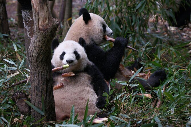 Panda and Leshan Buddha Private Tour - The Sum Up