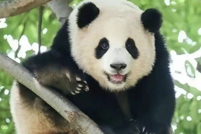 Panda, Leshan, and Emei Mountain 2-day tour - The Sum Up