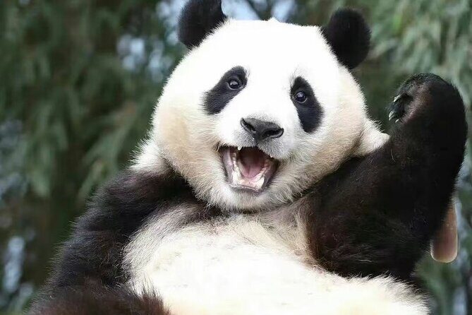 Panda, Leshan, and Emei Mountain 2-day tour - FAQ