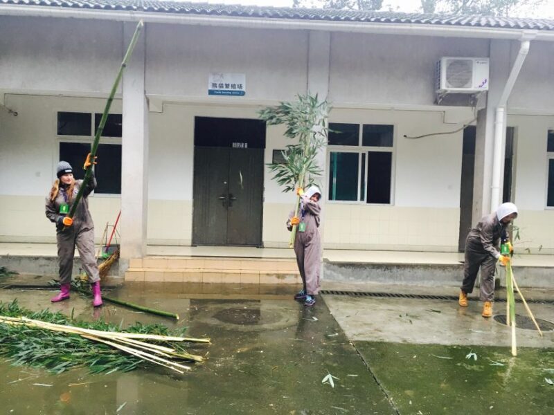 Panda Volunteer Project Day Trip(Wolong/Du Jiang Yan) - Key Points