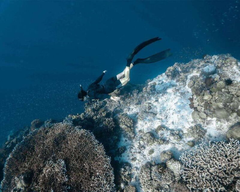 Panglao Bohol: Balicasag Island Hopping & Dolphin Watching - Key Points