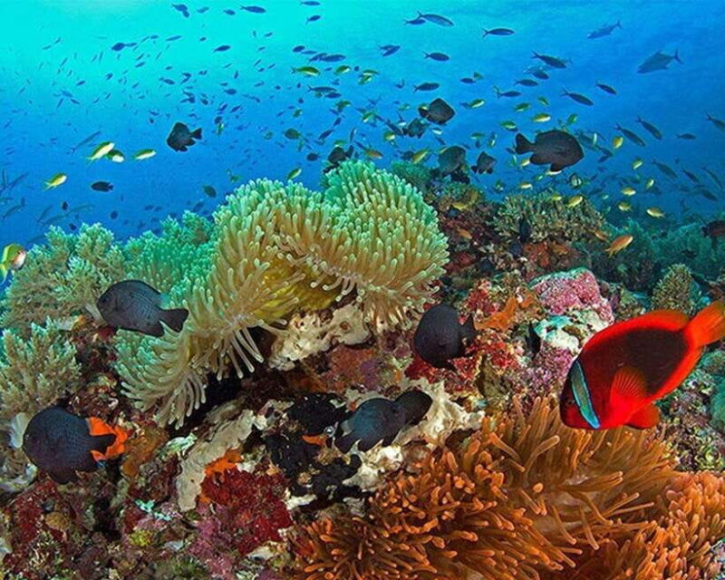 Panglao Bohol: Balicasag Island Hopping & Dolphin Watching - What Travelers Love About This Tour