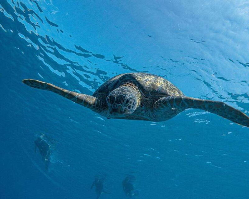 Panglao Bohol: Balicasag Island Hopping & Dolphin Watching - Why This Tour Is a Great Choice