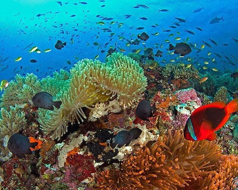 Panglao Bohol: Balicasag Island Hopping & Dolphin Watching - The Sum Up