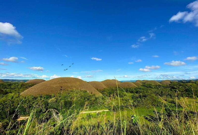 Panglao: Dao, Forests, and Tarsier Sanctuary Tour with Lunch - Key Points