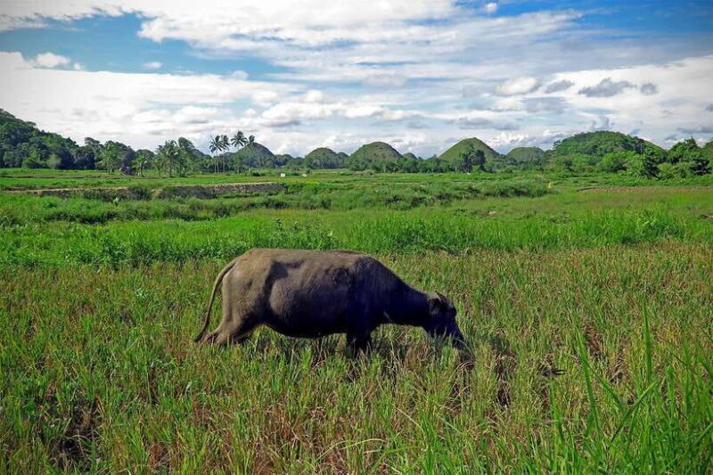Panglao: Dao, Forests, and Tarsier Sanctuary Tour with Lunch - Frequently Asked Questions