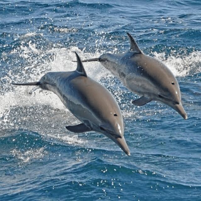 Panglao: Island Hopping w/Balicasag (Shared) - FAQs