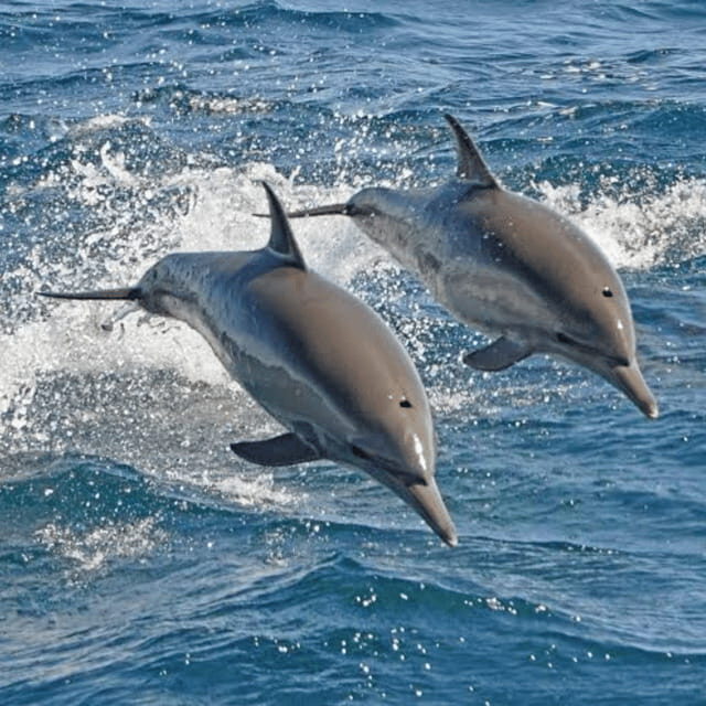 Panglao: Island Hopping w/Balicasag (Shared) - Final Words