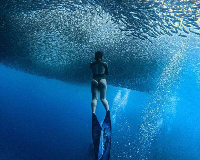 Panglao: Napaling Reef and Sardines Freediving Experience - Key Points