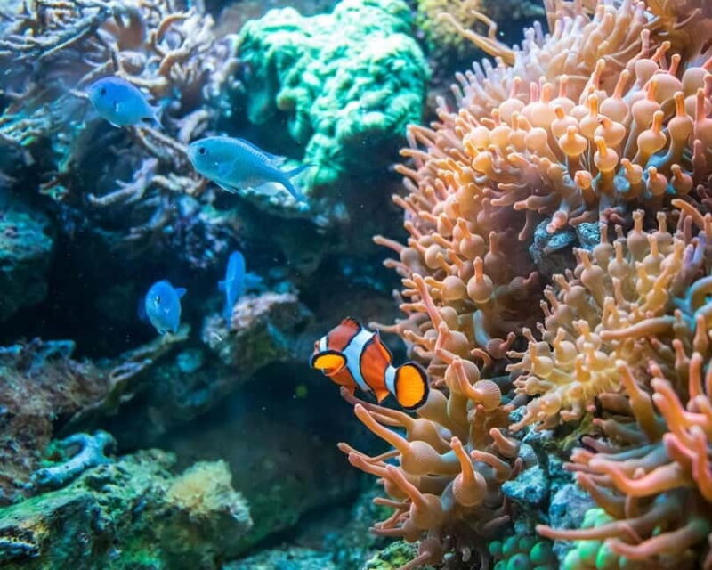 Panglao: Snorkeling at NapalingReef with Sardines Experience - Key Points