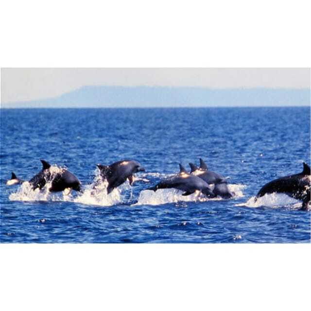 Panglao:Balicasag Island Tour with Turtle & Dolphin Watching - The Sum Up