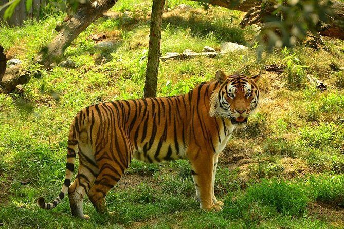 Panna Tiger Reserve Tour from Khajuraho - Discover the Wild: Panna Tiger Reserve Tour from Khajuraho
