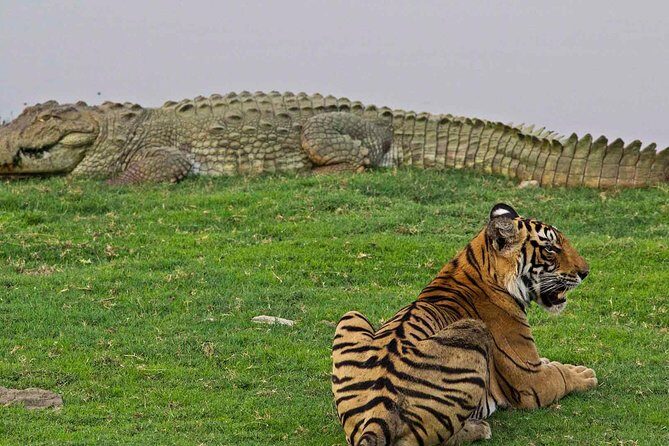 Panna Tiger Reserve Tour from Khajuraho - Final Thoughts