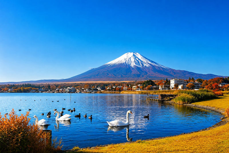 Panoramic Mt. Fuji Featured Experience Day Tour [Free Little Train Ticket] Little Train Experience + Kawaguchiko Ropeway/Cruise + Ladder Town + Nikawa Clock Shop + Internet Famous Convenience Store + Yamanakako Swan Feeding (Departing from Tokyo) - Practical planning before you go