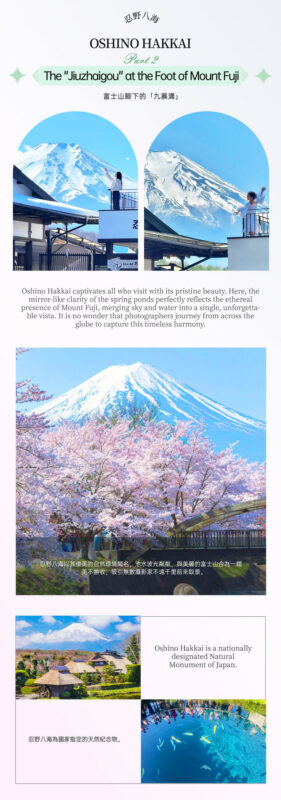 Panoramic Mt. Fuji Tour - Kachikachi Ropeway, Matcha Experience, Oshino Hakkai and Oishi Park Day Trip (Departure from Tokyo/Shinjuku) - Oishi Park: flowers with a Fuji backdrop