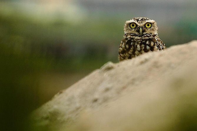 Pantanos de Villa Wildlife Refuge Tour in Lima - A Detailed Look at the Pantanos de Villa Wildlife Refuge Tour