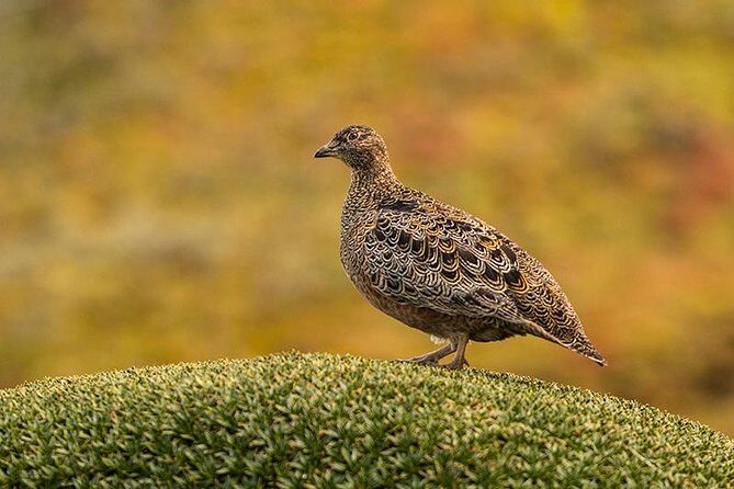 Papallacta Pass - Cayambe Coca National Park & Guango Cloud Forest Reserve - A Closer Look at the Experience