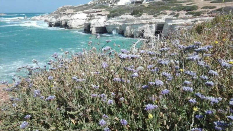 Paphos: Akamas, Waterfalls & Blue Lagoon of Aphrodite Tour - A Detailed Look at the Tour