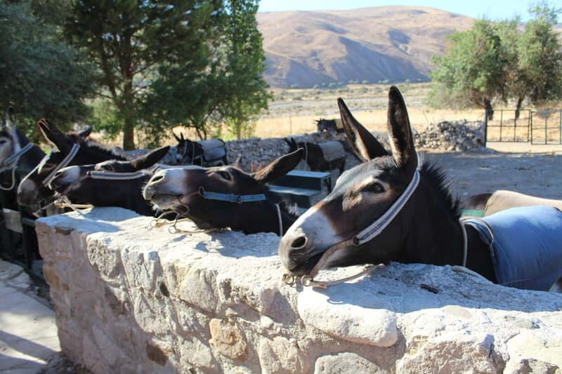 Paphos/Limassol: Donkey Farm Day Trip with Lunch & Tastings - Practical Details and Why They Matter