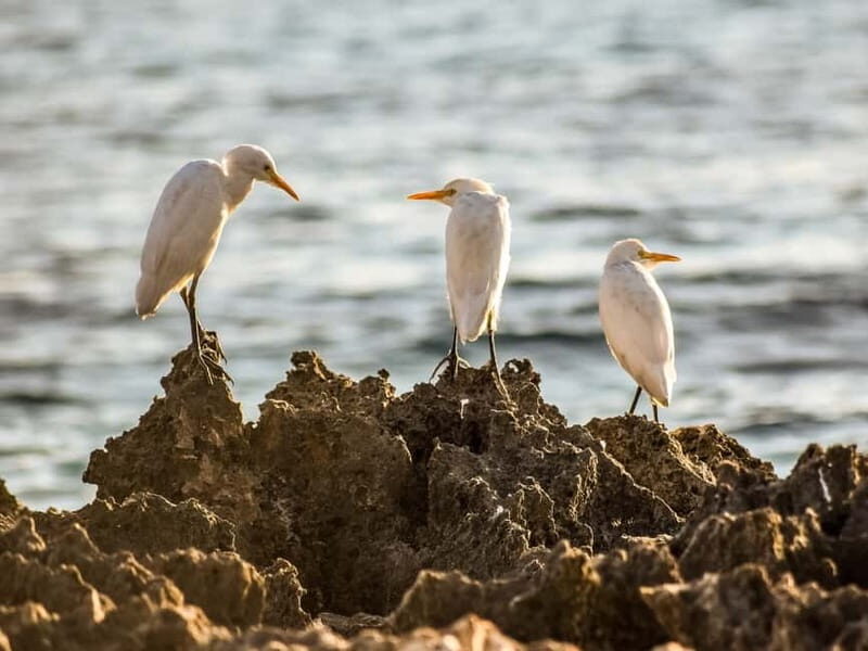 Paphos: Sea Star Cruise to Coral Bay - Authentic Experiences & Traveler Feedback