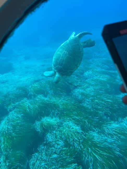 Paphos: Turtle Watching Cruise,Snorkelling Adventure &Sunset - The Sum Up: Why This Tour Is a Solid Choice for Your Paphos Visit