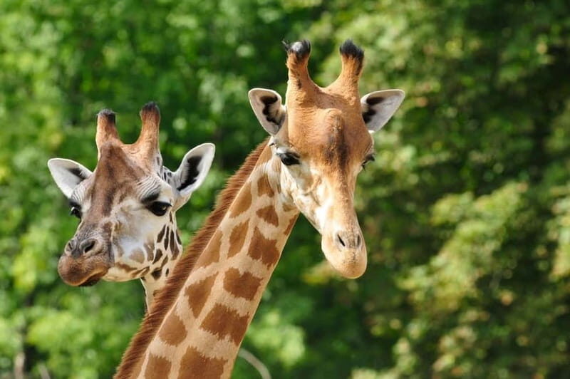 Paphos: Zoo Visit and Blue Lagoon Cruise with Guide & Lunch - A Detailed Look at the Experience