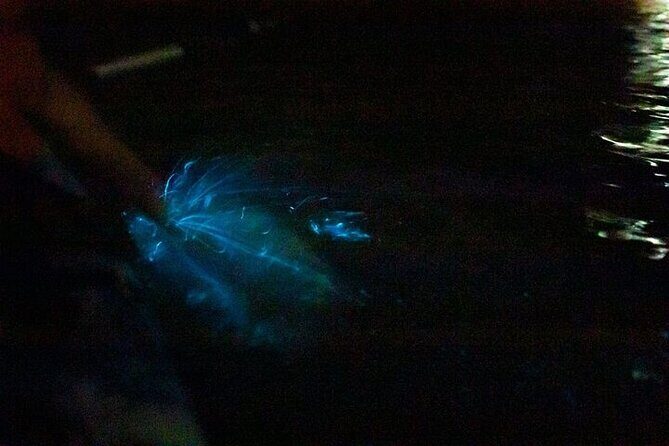 Paquera Bioluminescence Tour by Kayak - Key Points