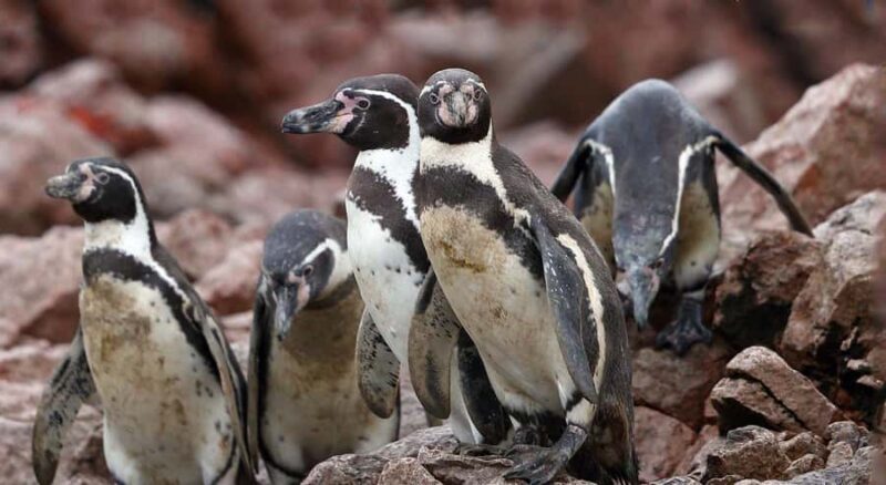 Paracas: Ballestas Islands and Candelabro Boat Tour - A Deep Dive into the Paracas Boat Tour Experience