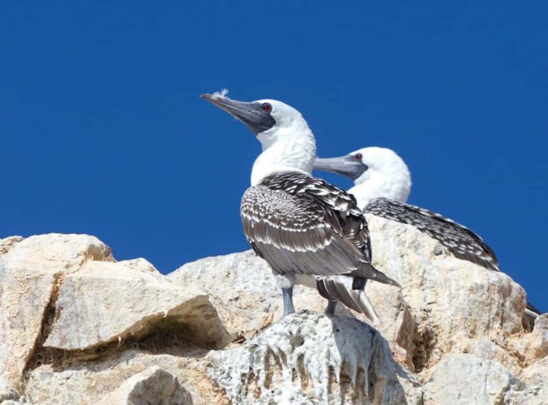 Paracas: Ballestas Islands and Candelabro Boat Tour - Frequently Asked Questions (FAQs)
