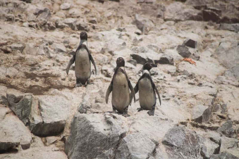 PARACAS: BALLESTAS ISLANDS AND NATIONAL RESERVE - Key Points