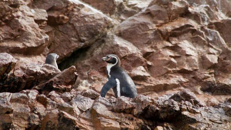 Paracas: Ballestas Islands Boat Ride Tour - Final Thoughts