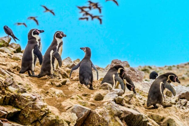 Paracas: Ballestas Islands Guided Boat Tour - Key Points