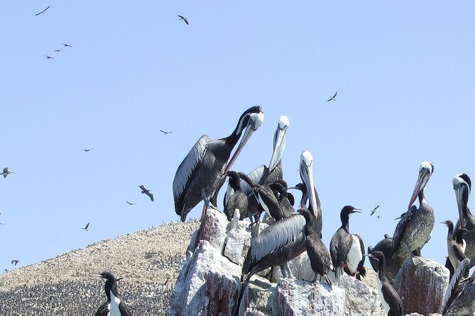 Paracas Full Day: Islas Ballestas, National Park and Sandboarding in Paracas - An In-Depth Look at the Paracas Full Day Tour