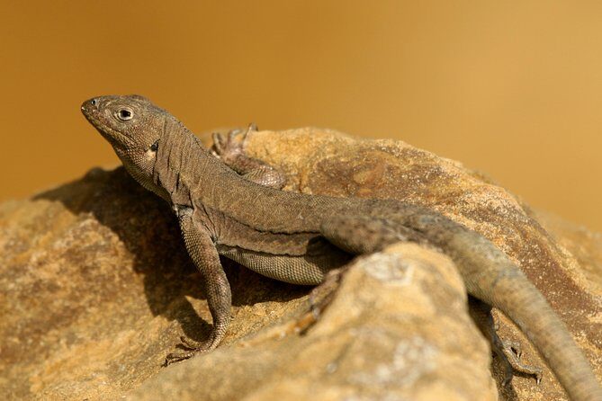 Paracas National Reserve Private Tour from Paracas or Pisco - FAQ