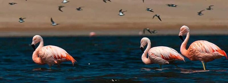 Paracas National Reserve Tour - An In-Depth Look at the Paracas National Reserve Tour