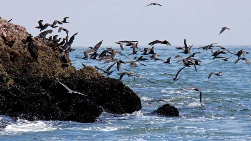 Paracas: Private Tour of the National Reserve - Exploring the Paracas National Reserve: An In-Depth Review