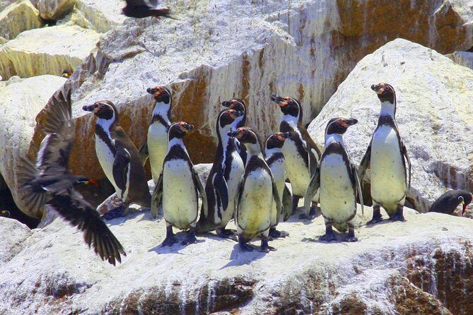 Paracas Reserve & Ballestas Islands Tour from Lima - Private Trip - The Sum Up