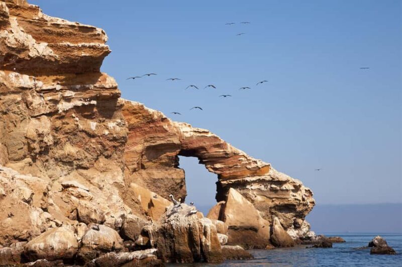 Paracas: Short excursion to Ballestas Island | Sea lions | - Experience the Marine Wonders of Ballestas Island in Paracas