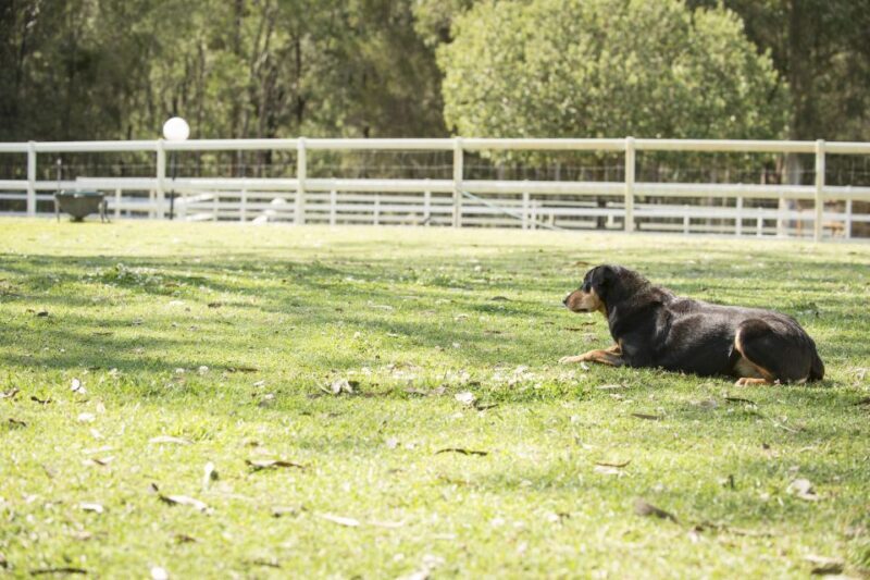 Paradise Country: Ultimate Aussie Farm Experience - Key Points