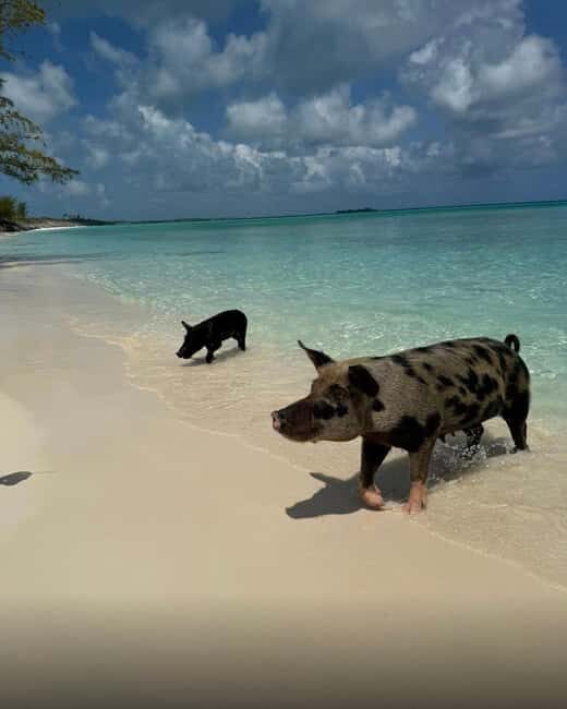 Paradise Found In Hog Haven: Ultimate Beach Escape - FAQ