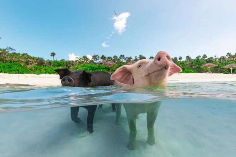 Paradise Island: Rose Island Tour with Swimming Pigs & Lunch - Practical Considerations and Final Thoughts