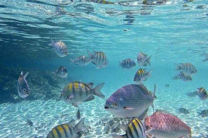 Paradise Taxi & Tours USVI-St Thomas- Airport Transfer Sapphire / Crystal Cove - Authentic Experiences and Insights from Reviews