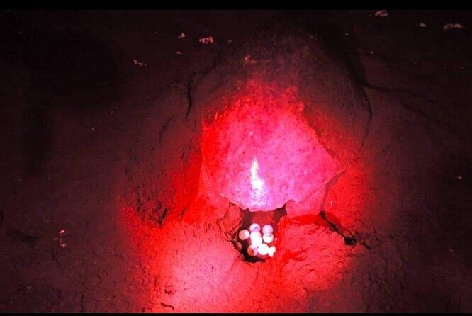 Paradise Turtle Watching Tours - An In-Depth Look at Paradise Turtle Watching Tours